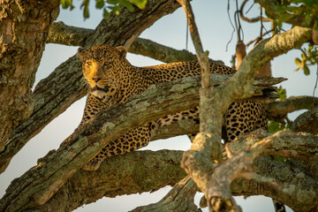 Obraz premium Leopard lying in tree behind tangled branches