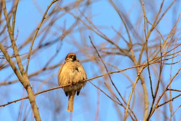 Forest birds live near the feeders in winter