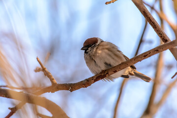 Forest birds live near the feeders in winter