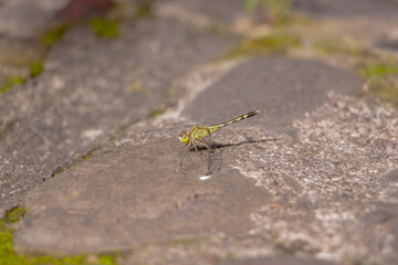 A small green Dragonfly laying down in a rock