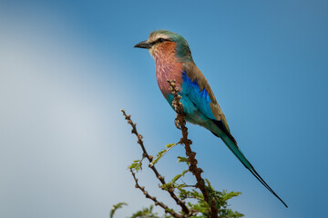 Lilac-breasted roller in profile on sunny thornbush