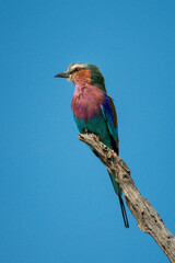 Lilac-breasted roller on branch with blue sky