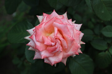 Розовая роза в саду на размытом фоне. Фон для компьютера и телефона. 
Pink rose in the garden on a blurred background. Background for computer and phone