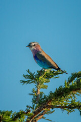 Fototapeta premium Lilac-breasted roller on bush under blue sky