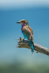 Lilac-breasted roller on dead branch facing left