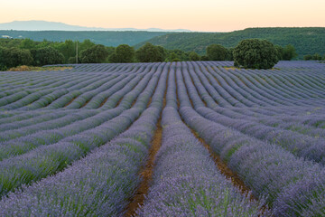 Naklejka na ściany i meble Lavender fields in Brihuega Spain