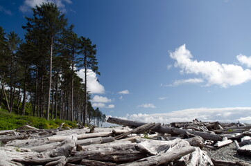 Live and dry woods at Ruby Beach