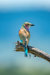 Lilac-breasted roller on dead branch in sun