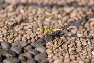A small green Dragonfly laying down in a rock