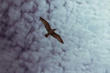 The albatross spread its wings against the sky.
