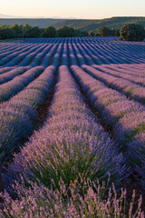 Lavender fields in Brihuega Spain