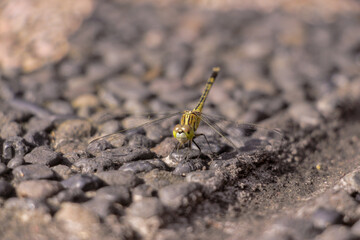 A small green Dragonfly laying down in a rock