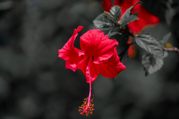 red flower in the black