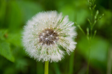 white dandelion on green background