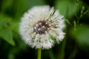 white dandelion on green background