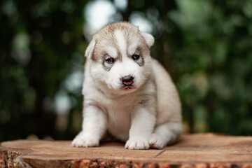 One Little cute puppy of Siberian husky dog outdoors
