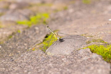 A small green Dragonfly laying down in a rock