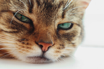 A beautiful green-eyed cat lies on a white windowsill with a sly look.