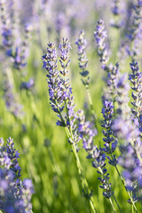 Lavender fields in Brihuega Spain