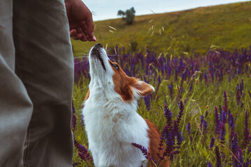 A cute white dog reaches for dessert in the middle of a flowering field.