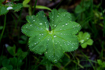 rain drops on a green leaf