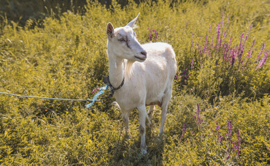 Naklejka premium A white goat grazes in a field on a warm summer day.