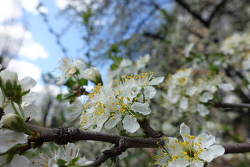 Bunch of white flowers of sour cherry tree in April