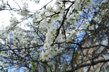 Clear blue sky and blossoming branches of sour cherry tree