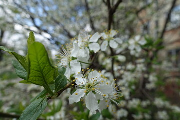 Close view of white flowers of sour cherry tree in April