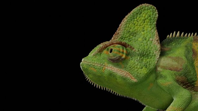 The chameleon looks around on a black background