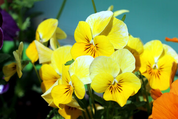Blooming fresh yellow pansies