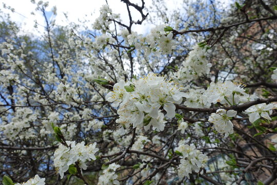 Dozens of white flowers on branches of sour cherry tree in mid April