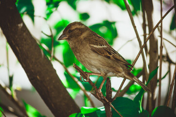 Sparrows in green bushes on a sunny day.