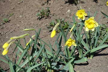 Closed buds and three yellow flowers of narcissuses
