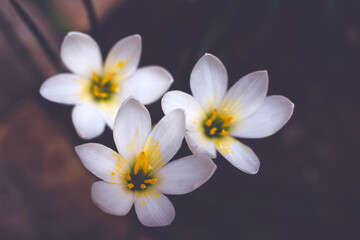 Fototapeta na wymiar white flower background