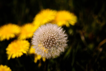 A close up of a dandelion puff ball and unsharp yellow flowers next to each other on a dark background