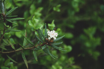 little white flower in the green grass