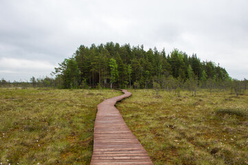 footpath in the forest