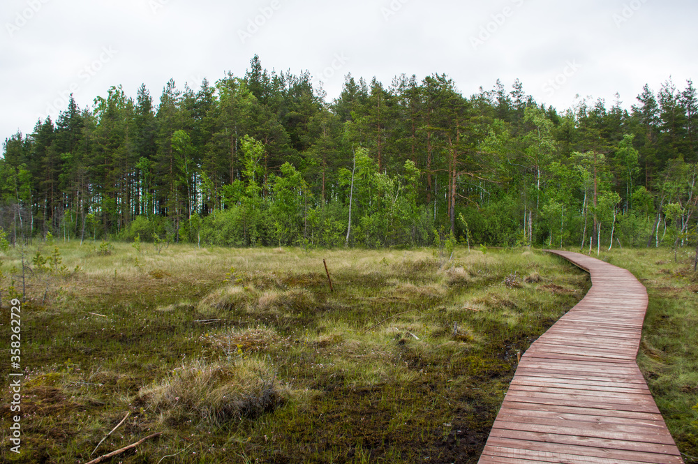 Wall mural path in the woods