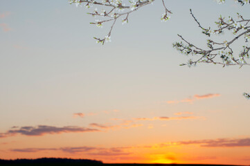 A branch of a blossoming cherry against the sunset. Closeup. Blurred spring background