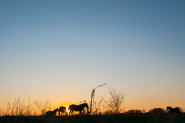 Horses grazing, walking at sunset with picturesque sky