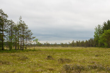 Obraz premium evergreen fir trees in the woods