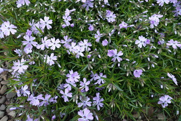 Little violet flowers and buds of phlox subulata in April
