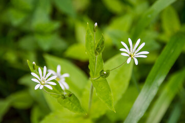 little white flower in the green grass