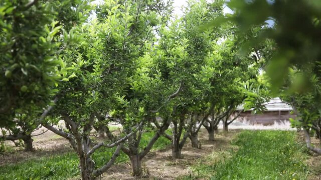 Blooming Apple Trees in Beautiful Apple Orchard, Reveal Panning