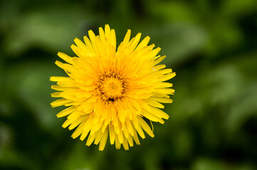 yellow dandelion on green background