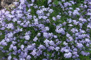 Multiple violet flowers of phlox subulata in mid May