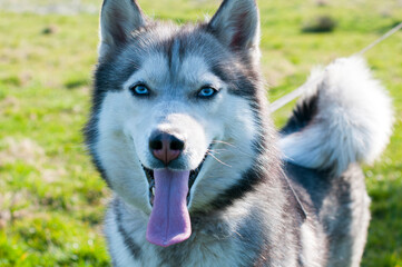 Husky dog ​​outdoor portrait. Funny pets on a walk with the owner