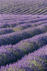 Fototapeta na wymiar Lavender plants in the field