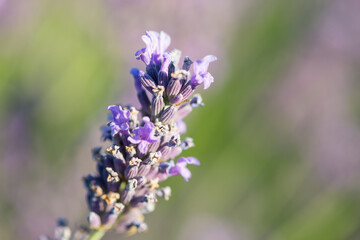 Lavender plants in the field